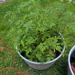 2  Cherry Tomato Plants with or Without Cage