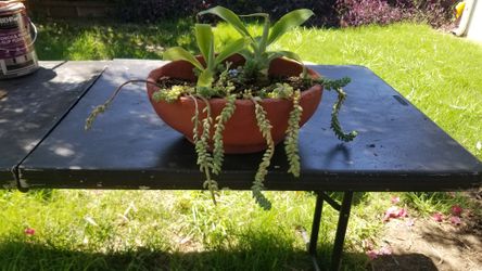 Agave and Burro's Tail in a Wall Mountable Terra Cotta Pot