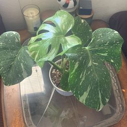 Monstera Thai Constellation