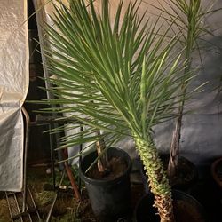Yucca Plant