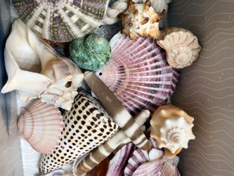 Sea Shells