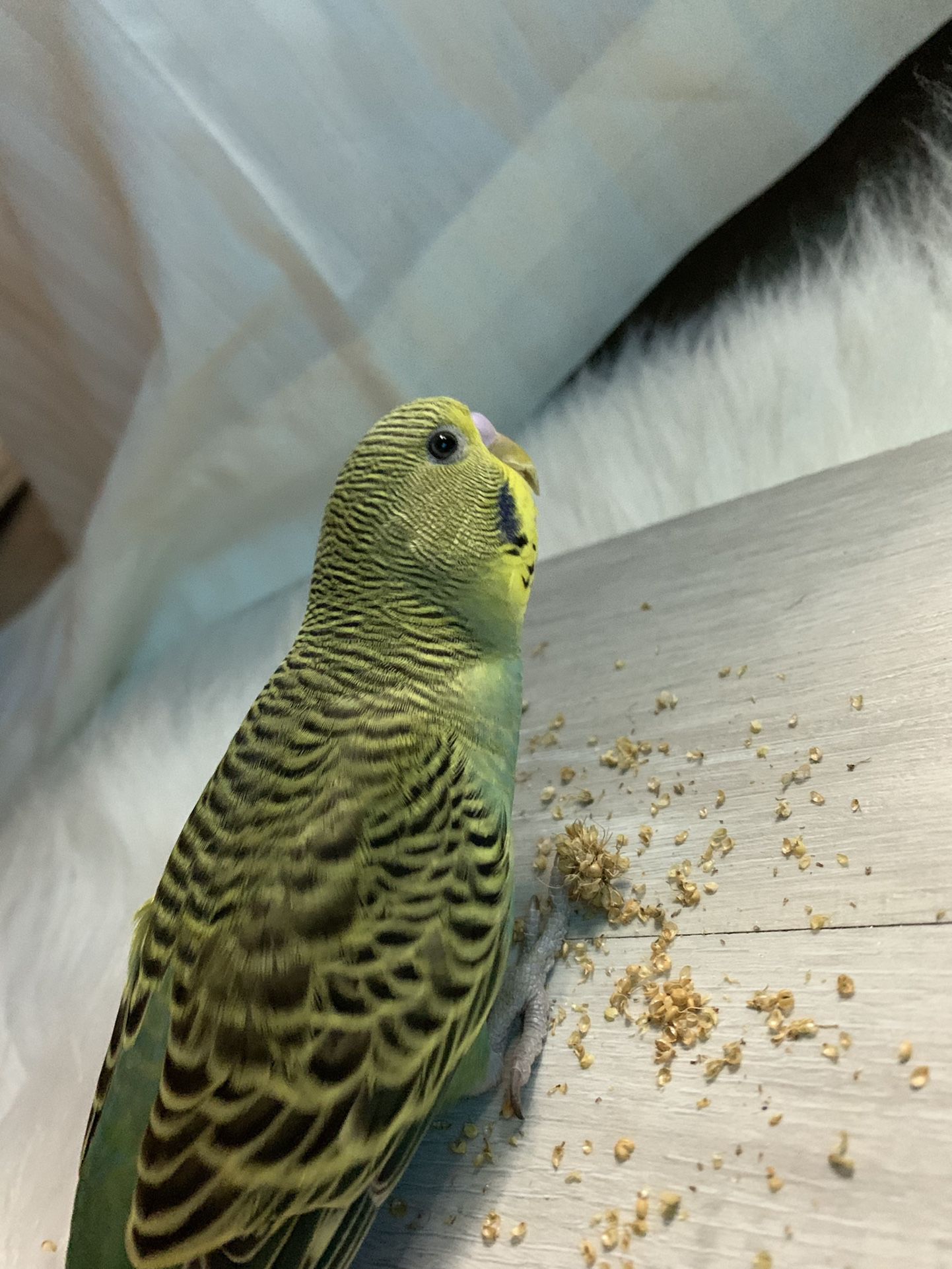 Two Budgies comes with Everything 