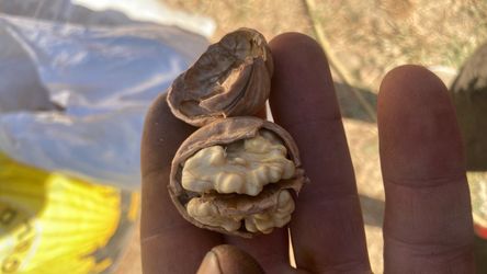 Walnuts for sale