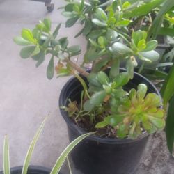 Jade Plants 8.00 Each 2 For 15