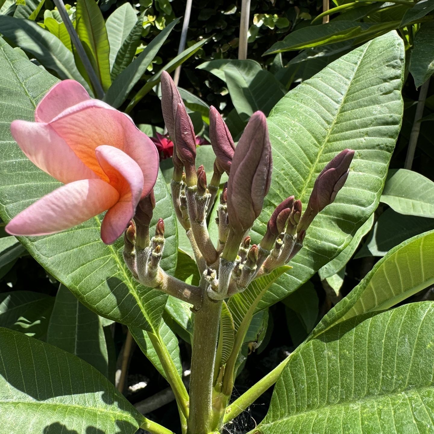 Plumeria Plant - JJ Valkyrie for Sale in Montebello, CA - OfferUp