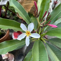 Plants Hawaiana $10 Each