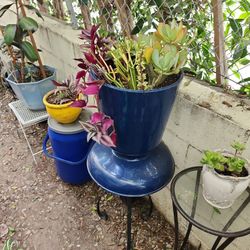 Metal Pot With Plant S