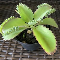 Kalanchoe pinnata - Mother Of Thousands 🪴