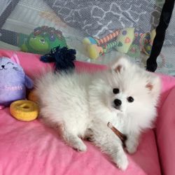 Dog Bed And Leash Pink 