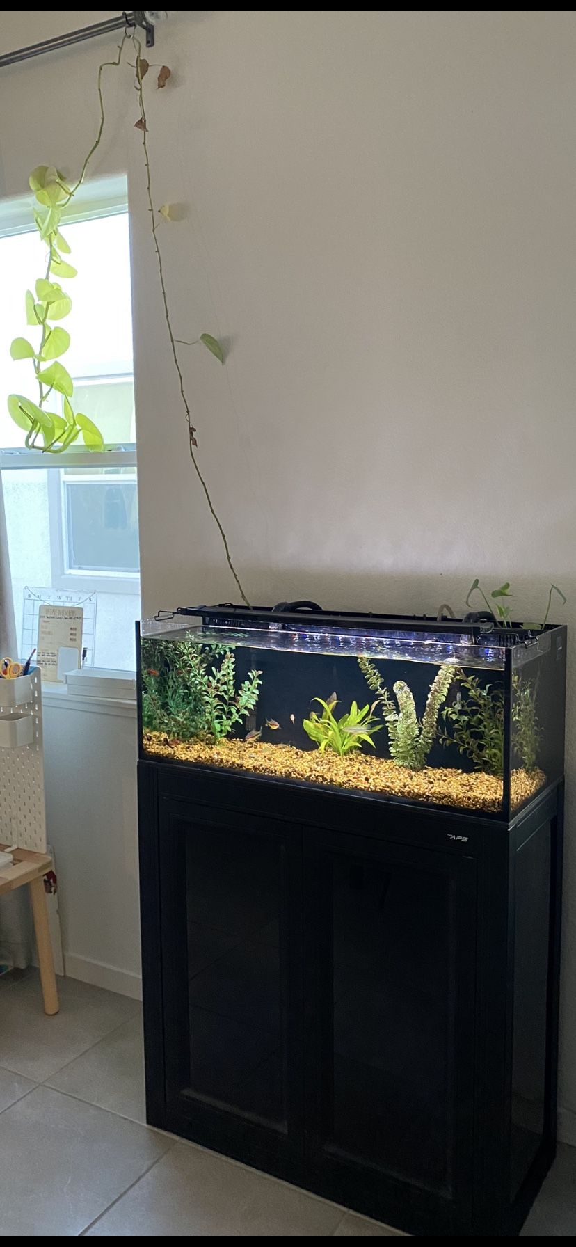 Fish Tank Aquarium