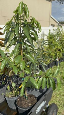 Soursop (Guanabana) Tree (3-4 Ft Tall)