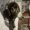 Shirlee
