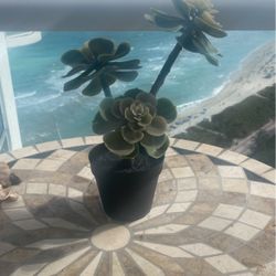 Artificial succulent￼