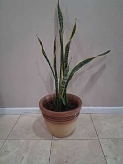 Snake Plant