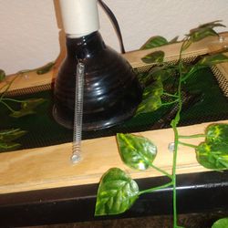 Fish tank prepared for reptiles, it was for some scorpions that I had.