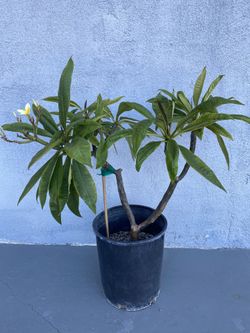 White:yellow Plumeria 
