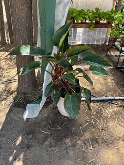 Philodendron Red Congo