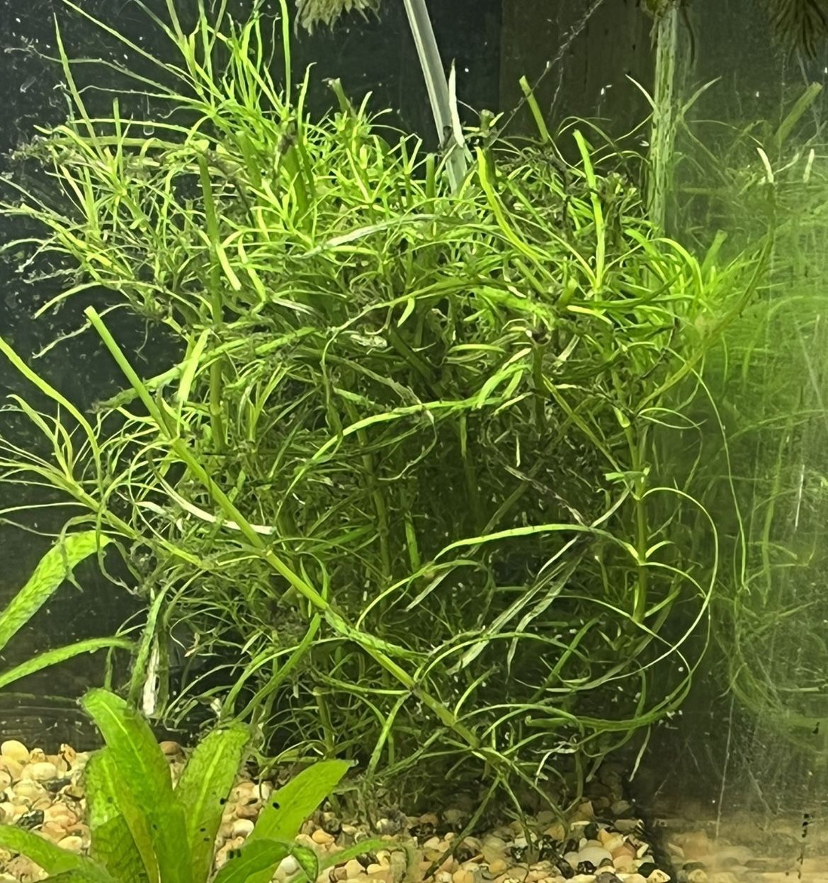 Pogo Stemon Live Aquarium Plants