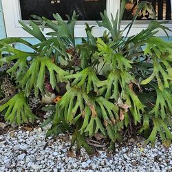 Staghorn Fern
