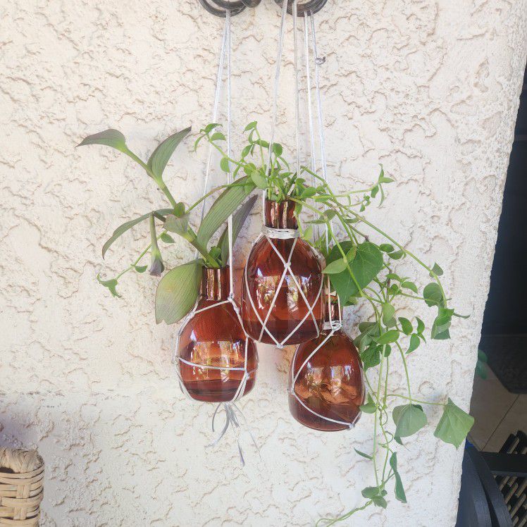 Small Hanging Plants 
