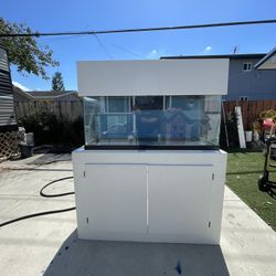 70 Gallon Saltwater Tank