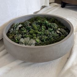 Large Modern Concrete Succulent Arrangement – Low Bowl Planter