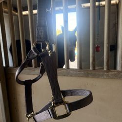 Small Grey Halter 500-800 Lbs 