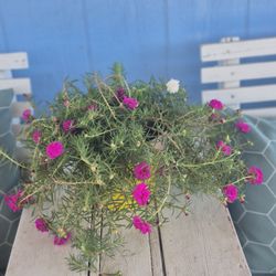 Beautiful Live Plant Rayito De Sol $7 Each 