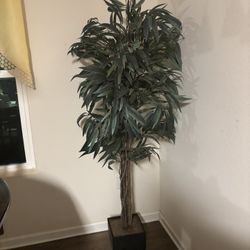 Indoor Plant