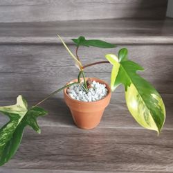 Florida Beauty Philodendron