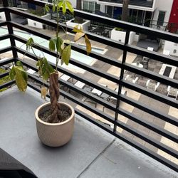 Money Tree Plant