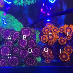 Reef Tank Decorations