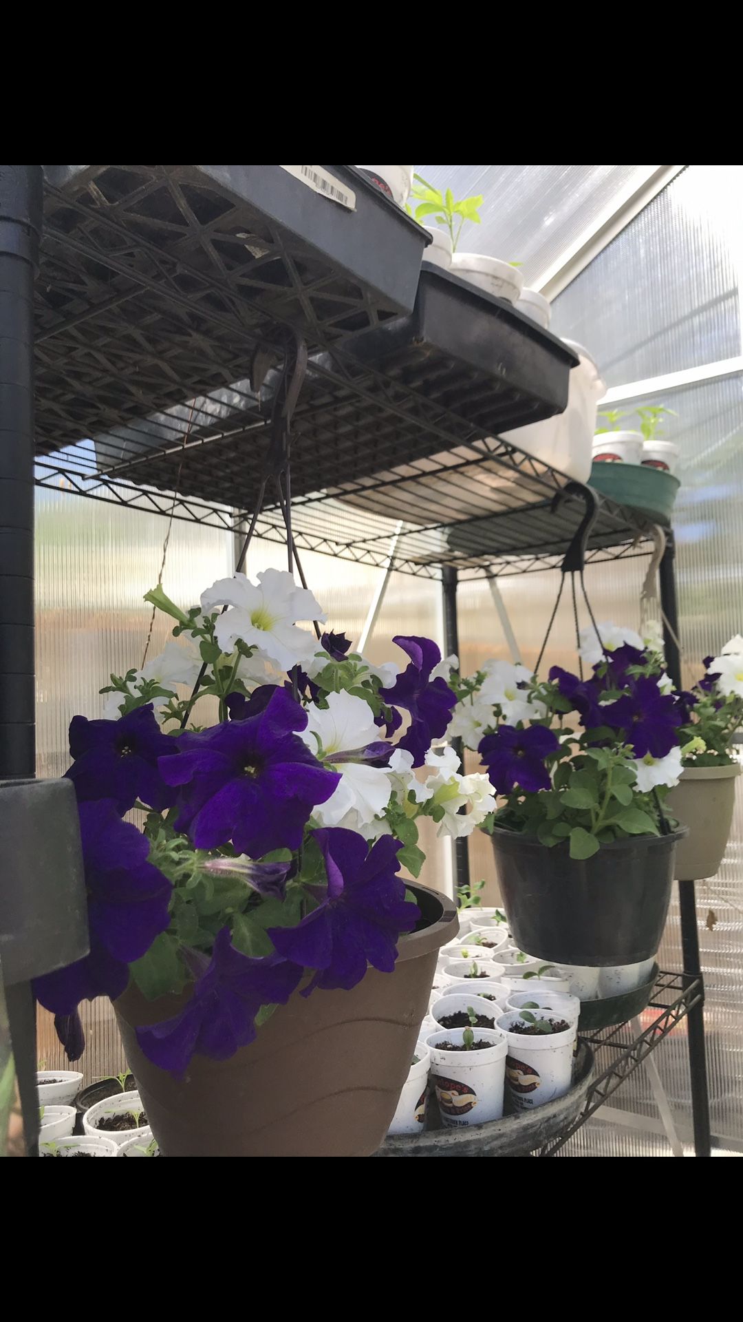 Beautiful mix colors of petunia flowers on hanging pots
