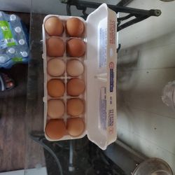 BBS Brahma Hatching Eggs