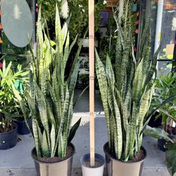 14” Sansevieria-Peppermint 5FT Tall Loaded With Foliage $149.99🤍💚🤍