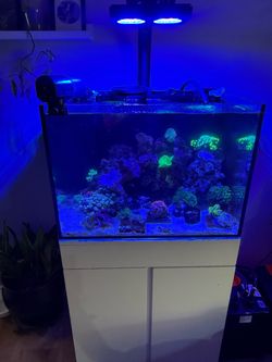 Reef tank.