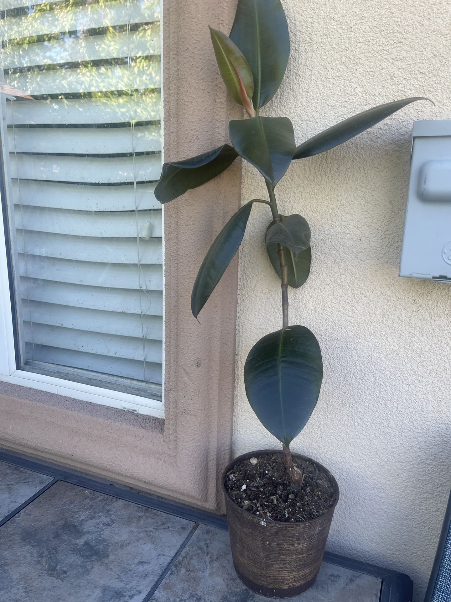 Ficus Rubber Leaf Plant