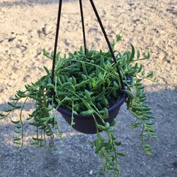 String Of Banana Plant 6" Pot $7