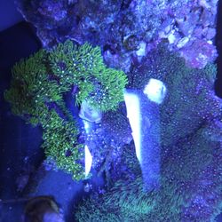 Decoration Branching GSP