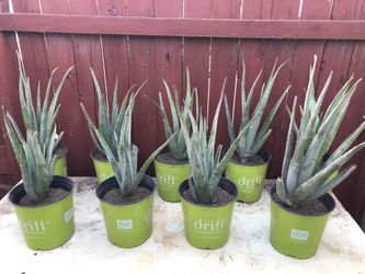 Large Aloe Vera plants