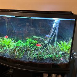 46 Gallon Bow Tank With Stand Cabinet Fish And Plants