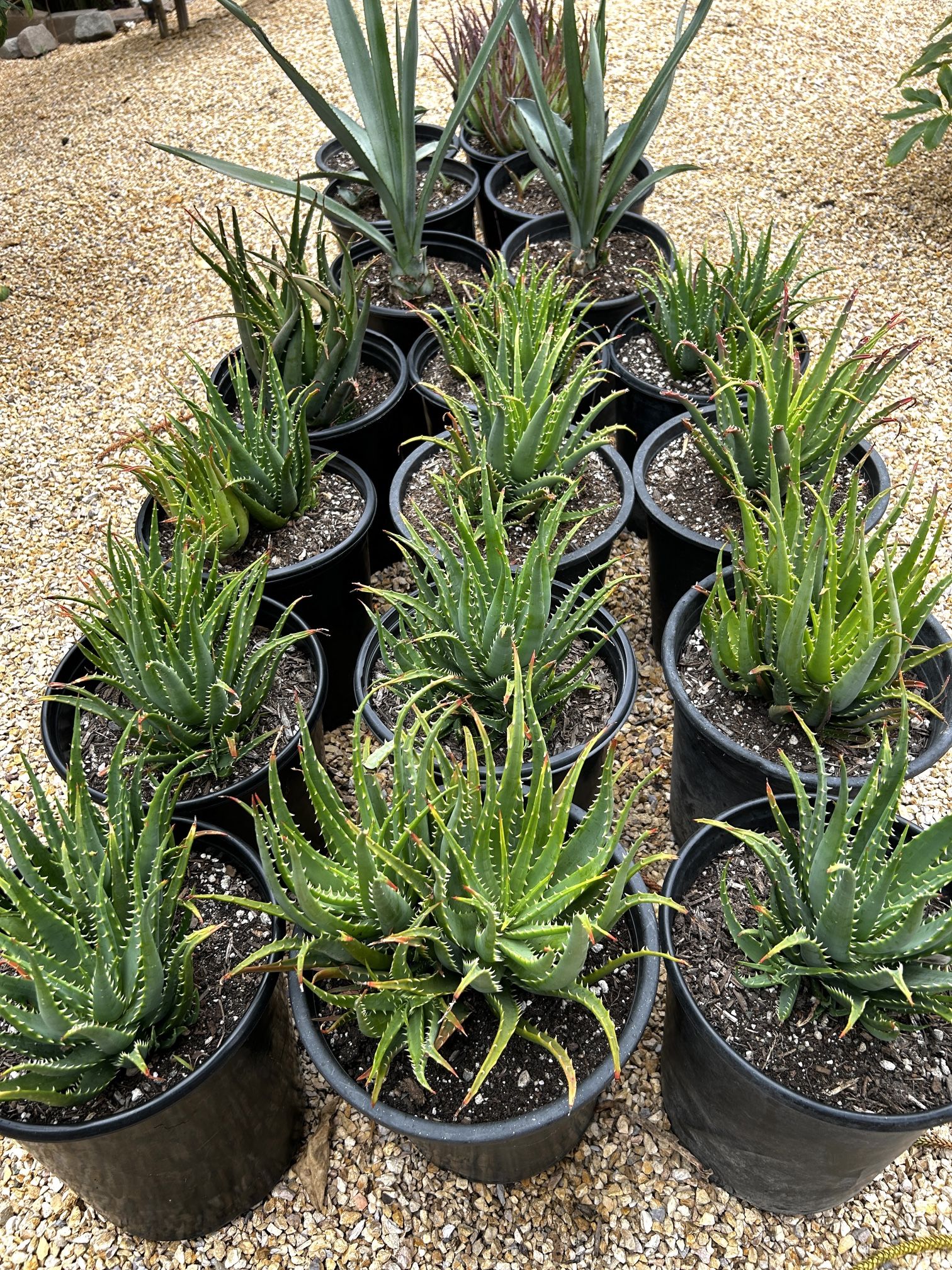 5 Gallon Aloe Spineless Hedgehog Succulents