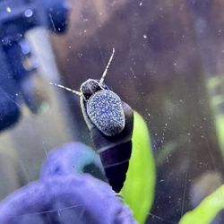 Healthy Baby Rabbit Snails For Fish Tank