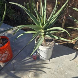 Large Hercules aloe