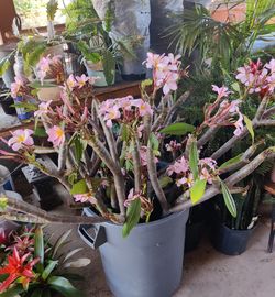 Pink Plumeria cuttings