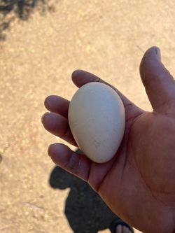 Fresh Indian blue peacock eggs