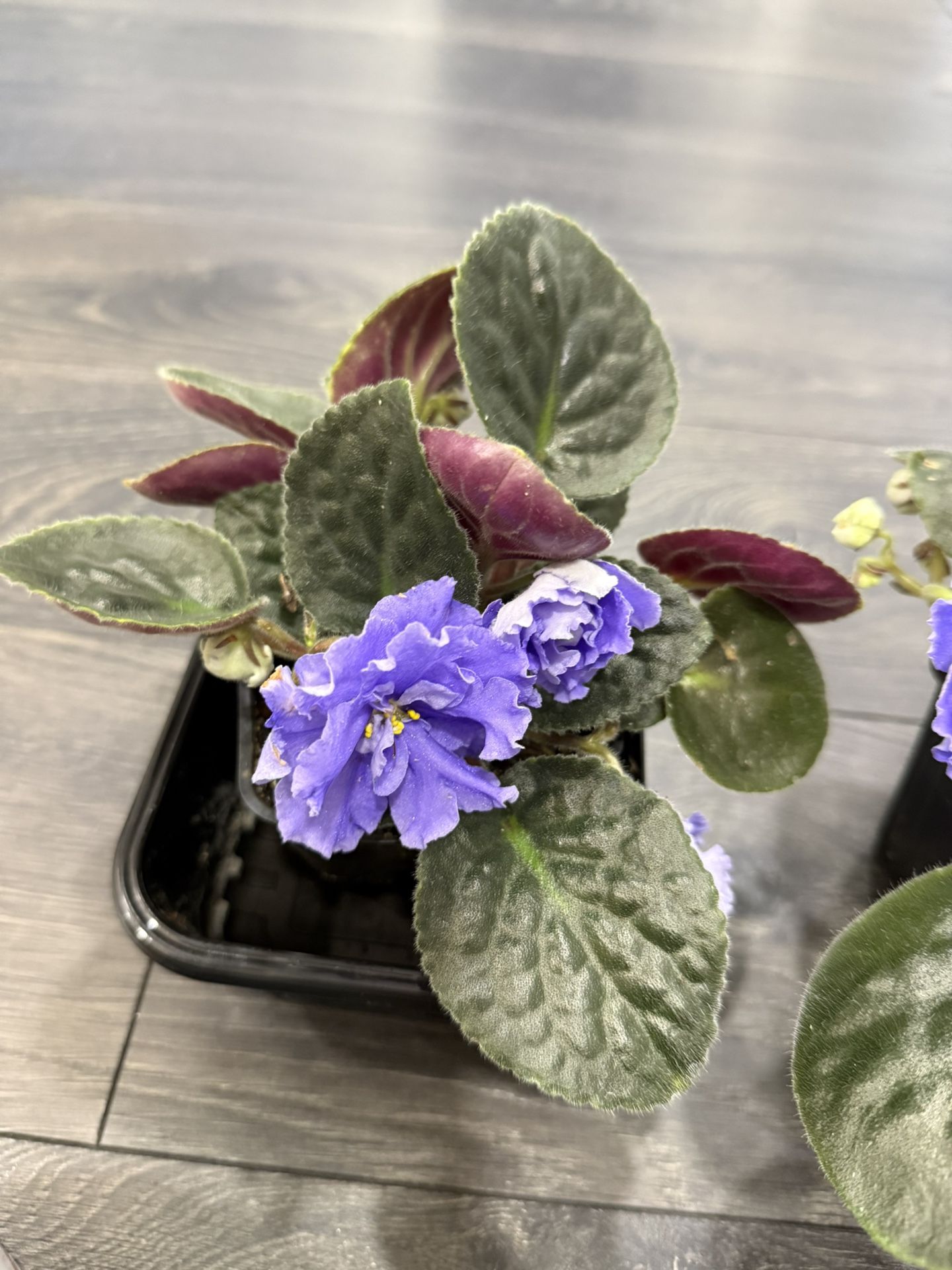 African Violet Large Bloom Sky Blue Plant In Pot Blooming