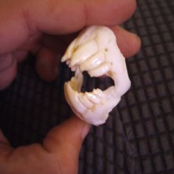 Trigger Fish Jaw Mount 