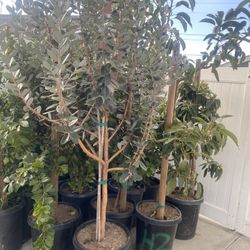 Fruit Trees