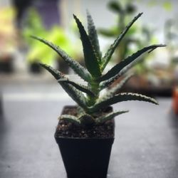 Plant - Aloe